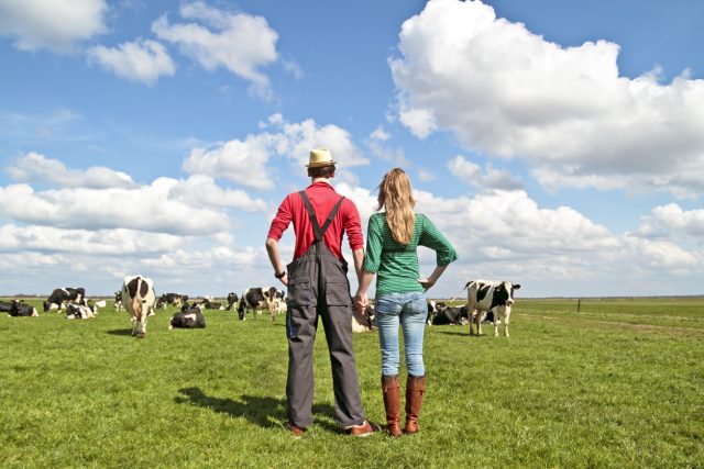 Farming couple holding hands while watching cattle Boeren